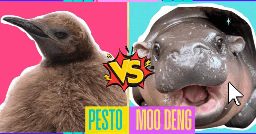 Are You More Pesto Or Moo Deng? 🦛🐧