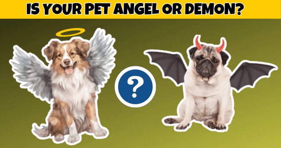 Is Your Pet An Angel Or A Demon?